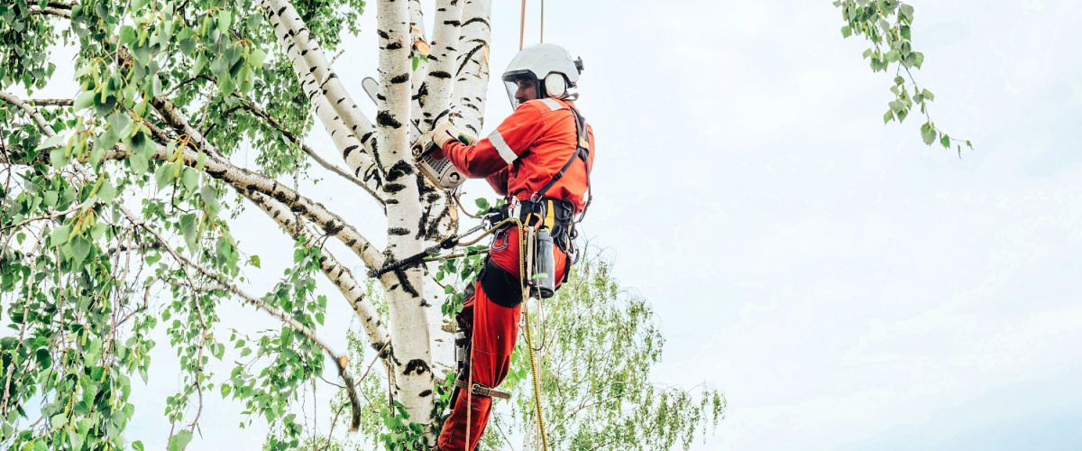 Arborist