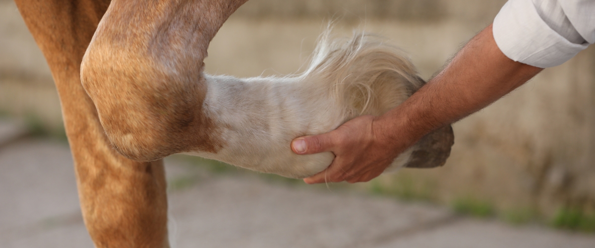 Equiterapeut