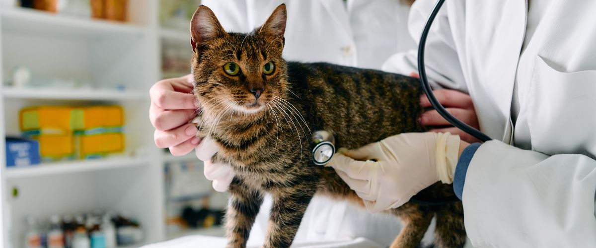 Veterinärassistent