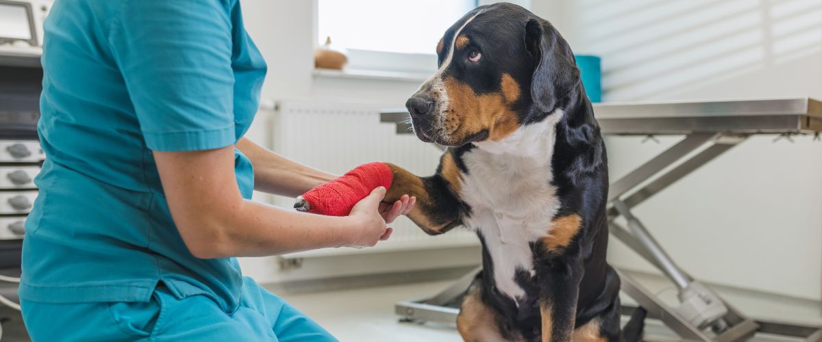 Veterinär