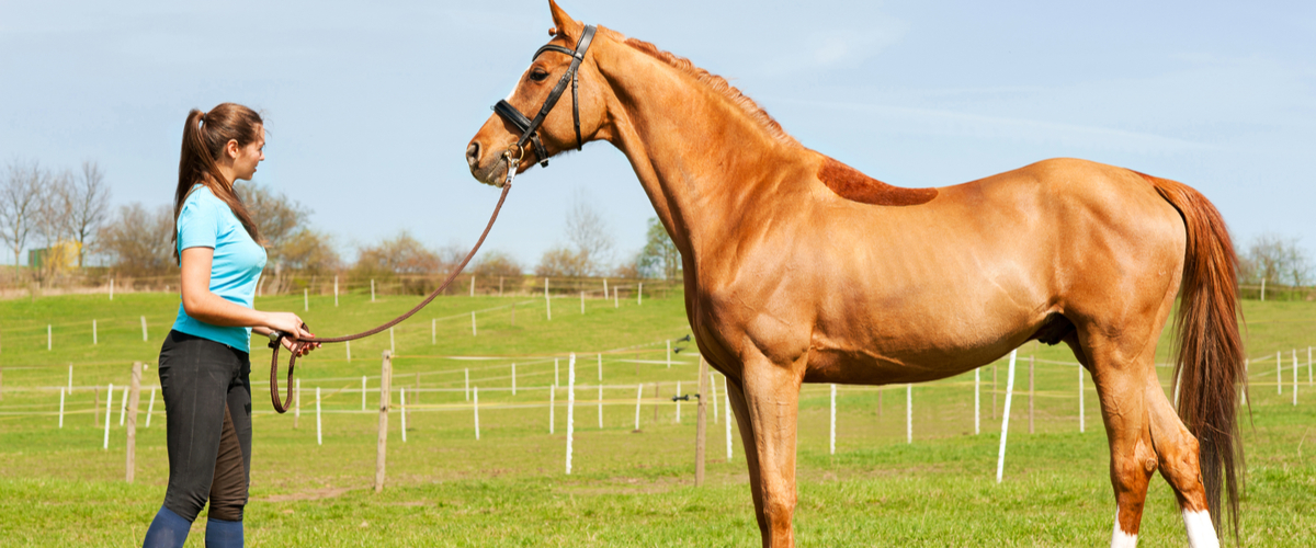 Hippolog