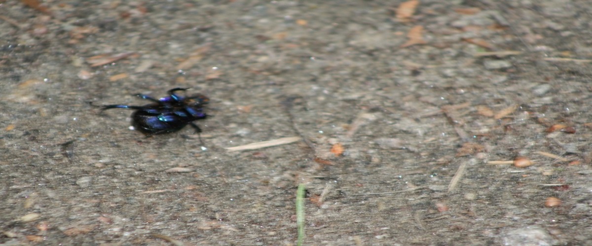 Entomolog
