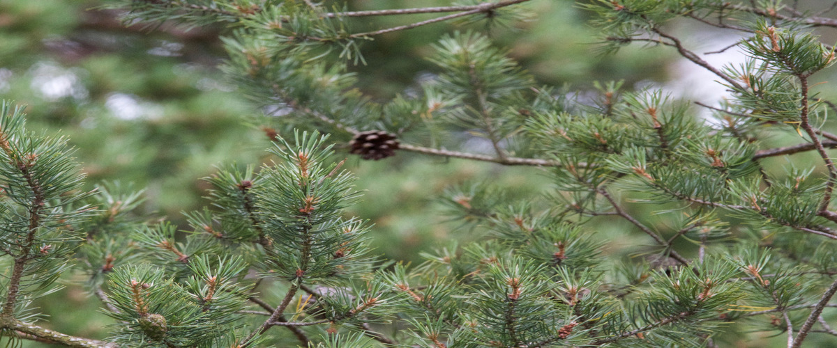 Naturvårdsbiolog