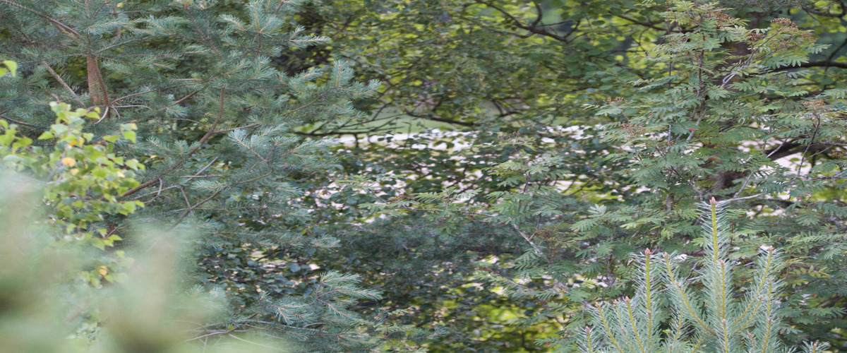 Miljövårdsyrken