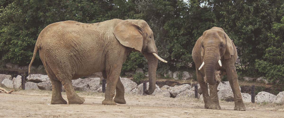 Zoolog