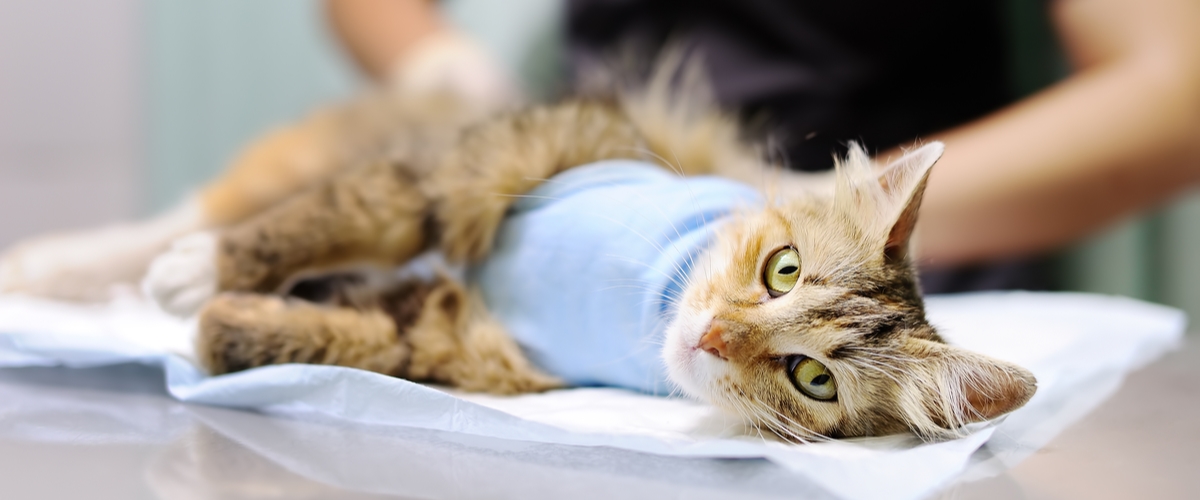 Veterinär