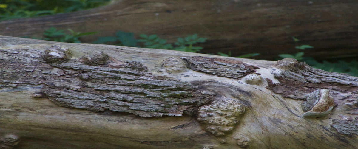Dendrikronolog