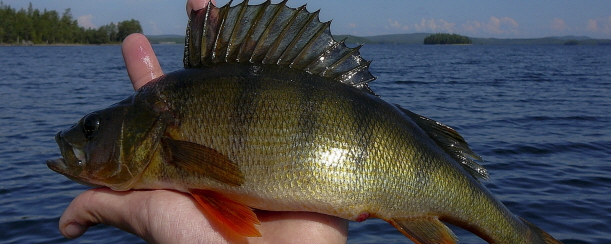 Fiskare