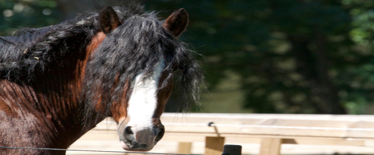 Hippolog