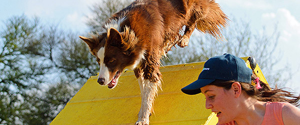 Här hittar du alla våra hundkurser - allt från valp till agility!