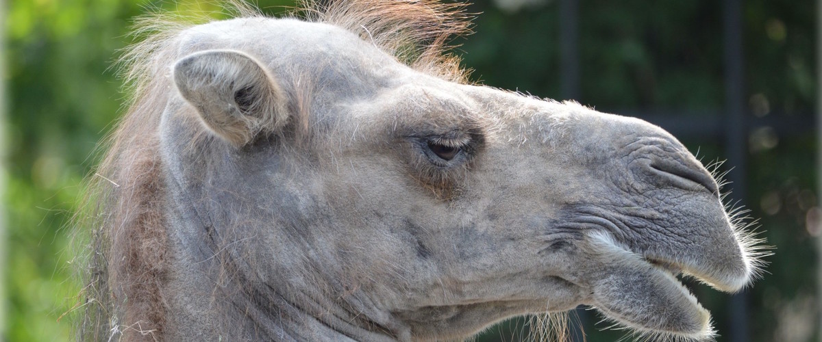 Zoolog vid djurpark