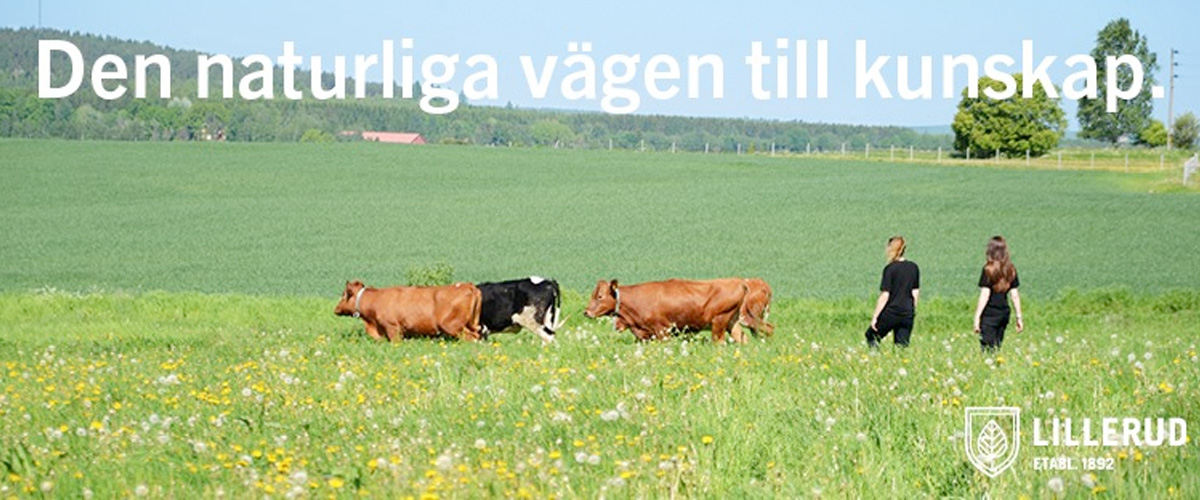 Lillerudsgymnasiet