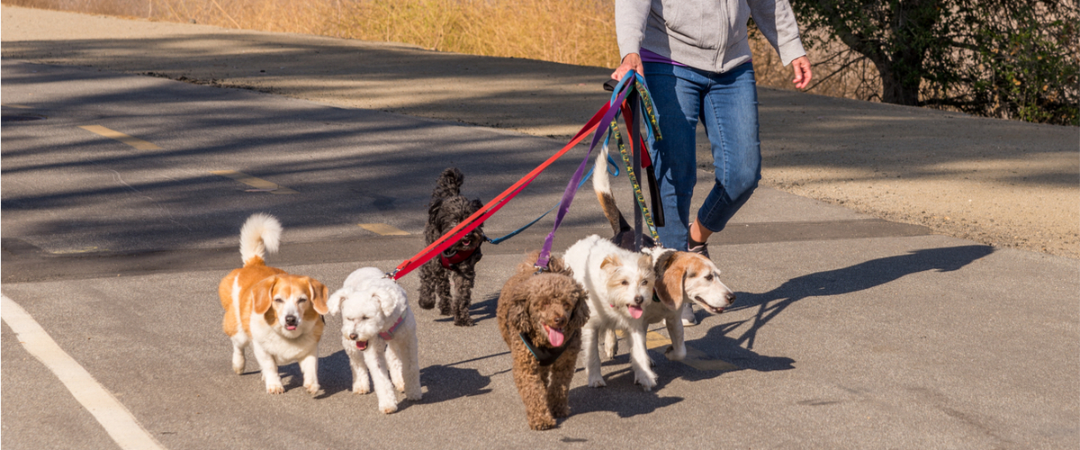 Dogwalker