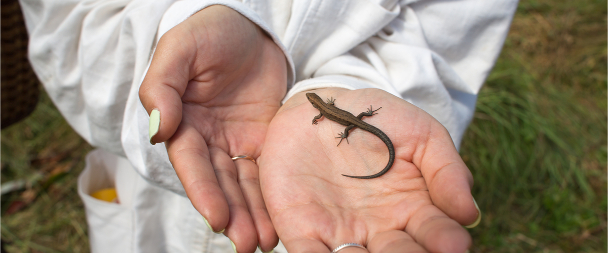 Reptilskötare