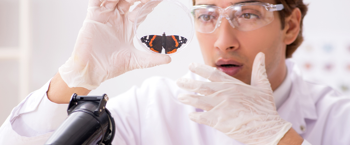 Entomolog