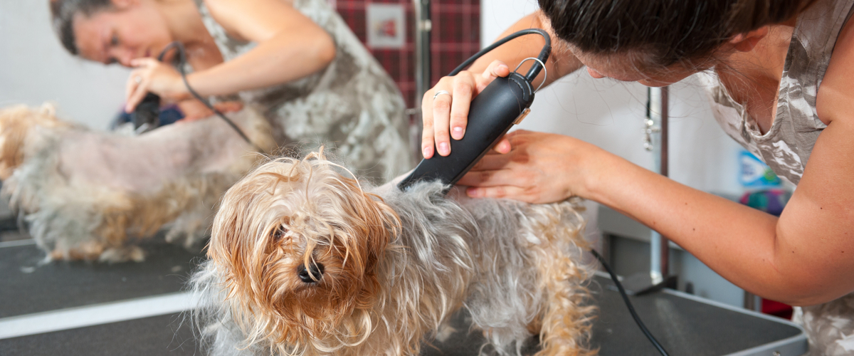 Pet Groomer