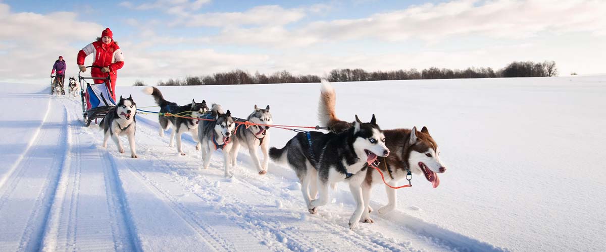 Hundspannsguide