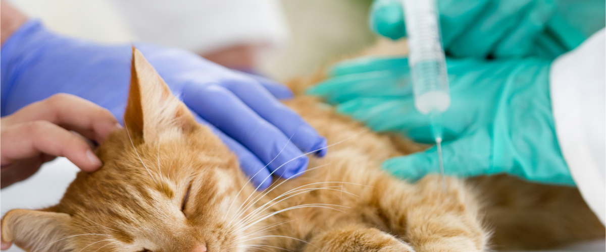 Veterinärassistent