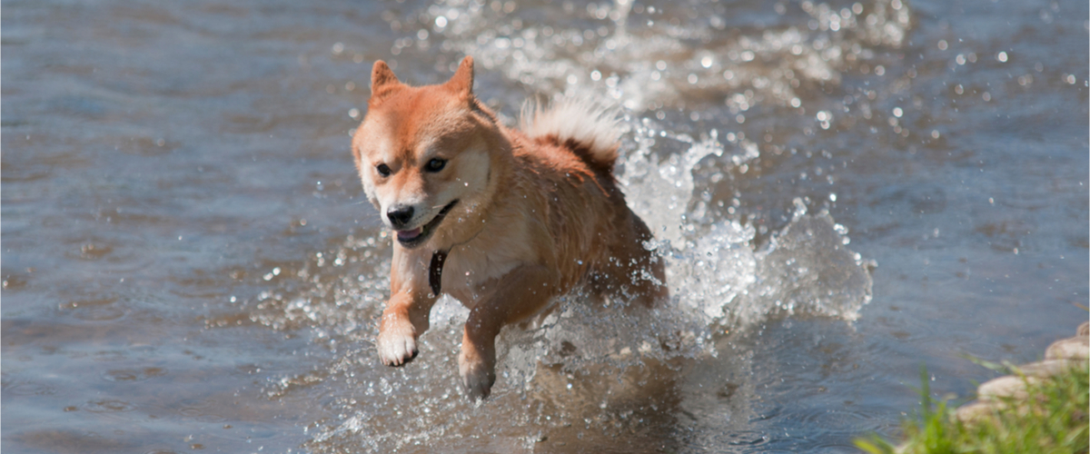 Hundfriskvårdare