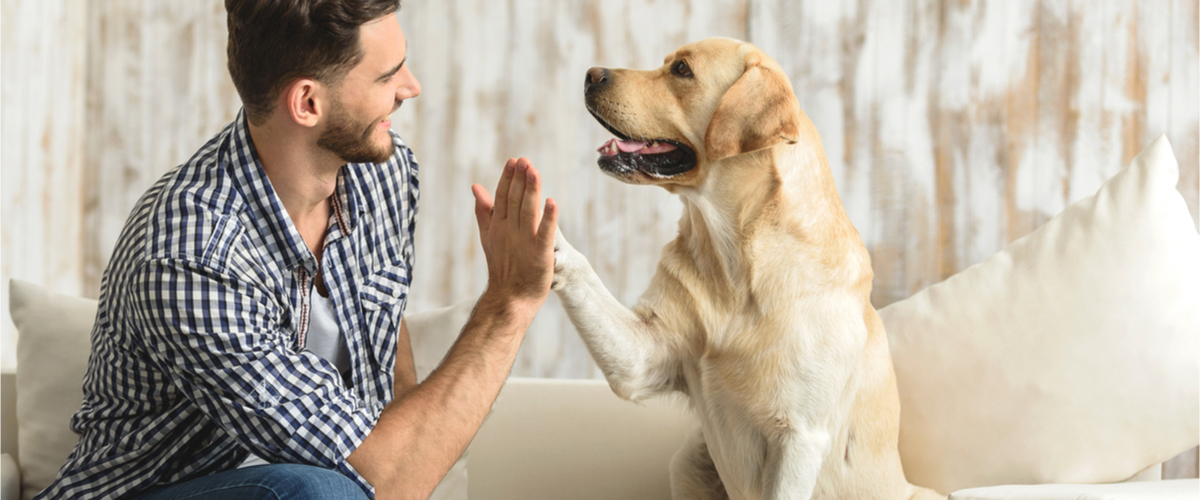 Hundcoach