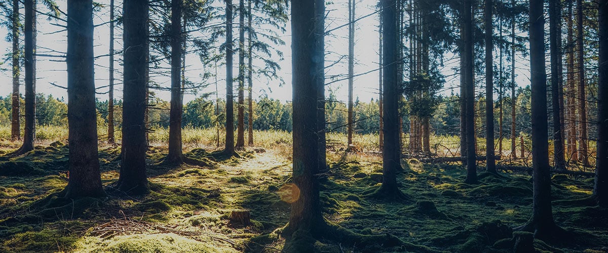 Framtida jobb: Därför är skogen ett säkert karriärval