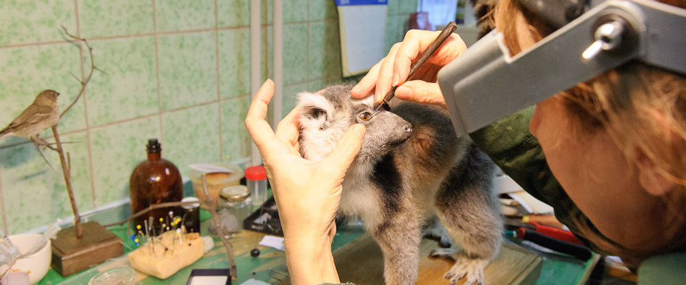 Taxidermist