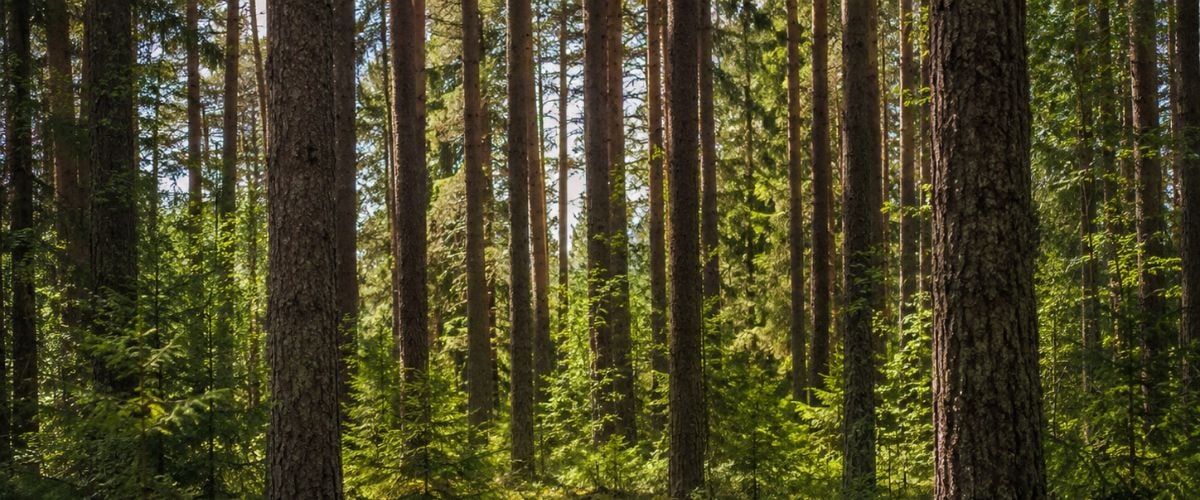 Personlighetstest: Vilket yrke inom djur och natur passar dig?
